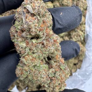 where to buy Black sheep strain in Santa Fe , can I buy Black sheep strain in Santa Fe , where can I find Black sheep strain in Santa Fe , best place to buy Black sheep strain Santa Fe , is Black sheep strain available in Santa Fe , where to buy Black sheep strain in Las Cruces , can I buy Black sheep strain in Las Cruces , where can I find Black sheep strain in Las Cruces , best place to buy Black sheep strain Las Cruces , is Black sheep strain available in Las Cruces , where to buy Black sheep strain in Houston , can I buy Black sheep strain in Houston , where can I find Black sheep strain in Houston , best place to buy Black sheep strain Houston , is Black sheep strain available in Houston , where to buy Black sheep strain in New Britain , can I buy Black sheep strain in New Britain , where can I find Black sheep strain in New Britain , best place to buy Black sheep strain New Britain , is Black sheep strain available in New Britain , where to buy Black sheep strain in Huntington , can I buy Black sheep strain in Huntington , where can I find Black sheep strain in Huntington , best place to buy Black sheep strain Huntington , is Black sheep strain available in Huntington , where to buy Black sheep strain in Manchester , can I buy Black sheep strain in Manchester , where can I find Black sheep strain in Manchester , best place to buy Black sheep strain Manchester , is Black sheep strain available in Manchester , where to buy Black sheep strain in Bloomington , can I buy Black sheep strain in Bloomington , where can I find Black sheep strain in Bloomington , best place to buy Black sheep strain Bloomington , is Black sheep strain available in Bloomington , where to buy Black sheep strain in Cheyenne , can I buy Black sheep strain in Cheyenne , where can I find Black sheep strain in Cheyenne , best place to buy Black sheep strain Cheyenne , is Black sheep strain available in Cheyenne , where to buy Black sheep strain in Johnson City , can I buy Black sheep strain in Johnson City , where can I find Black sheep strain in Johnson City , best place to buy Black sheep strain Johnson City , is Black sheep strain available in Johnson City , where to buy Black sheep strain in Waterloo , can I buy Black sheep strain in Waterloo , where can I find Black sheep strain in Waterloo , best place to buy Black sheep strain Waterloo , is Black sheep strain available in Waterloo