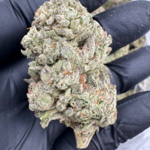 where to buy Blizzy strain in Santa Fe , can I buy Blizzy strain in Santa Fe , where can I find Blizzy strain in Santa Fe , best place to buy Blizzy strain Santa Fe , is Blizzy strain available in Santa Fe , where to buy Blizzy strain in Las Cruces , can I buy Blizzy strain in Las Cruces , where can I find Blizzy strain in Las Cruces , best place to buy Blizzy strain Las Cruces , is Blizzy strain available in Las Cruces , where to buy Blizzy strain in Houston , can I buy Blizzy strain in Houston , where can I find Blizzy strain in Houston , best place to buy Blizzy strain Houston , is Blizzy strain available in Houston , where to buy Blizzy strain in New Britain , can I buy Blizzy strain in New Britain , where can I find Blizzy strain in New Britain , best place to buy Blizzy strain New Britain , is Blizzy strain available in New Britain , where to buy Blizzy strain in Huntington , can I buy Blizzy strain in Huntington , where can I find Blizzy strain in Huntington , best place to buy Blizzy strain Huntington , is Blizzy strain available in Huntington , where to buy Blizzy strain in Manchester , can I buy Blizzy strain in Manchester , where can I find Blizzy strain in Manchester , best place to buy Blizzy strain Manchester , is Blizzy strain available in Manchester , where to buy Blizzy strain in Bloomington , can I buy Blizzy strain in Bloomington , where can I find Blizzy strain in Bloomington , best place to buy Blizzy strain Bloomington , is Blizzy strain available in Bloomington , where to buy Blizzy strain in Cheyenne , can I buy Blizzy strain in Cheyenne , where can I find Blizzy strain in Cheyenne , best place to buy Blizzy strain Cheyenne , is Blizzy strain available in Cheyenne , where to buy Blizzy strain in Johnson City , can I buy Blizzy strain in Johnson City , where can I find Blizzy strain in Johnson City , best place to buy Blizzy strain Johnson City , is Blizzy strain available in Johnson City , where to buy Blizzy strain in Waterloo , can I buy Blizzy strain in Waterloo , where can I find Blizzy strain in Waterloo , best place to buy Blizzy strain Waterloo , is Blizzy strain available in Waterloo