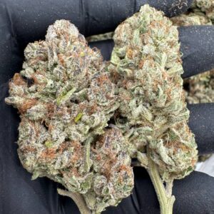 where to buy Candy Sherbet strain in Santa Fe , can I buy Candy Sherbet strain in Santa Fe , where can I find Candy Sherbet strain in Santa Fe , best place to buy Candy Sherbet strain Santa Fe , is Candy Sherbet strain available in Santa Fe , where to buy Candy Sherbet strain in Las Cruces , can I buy Candy Sherbet strain in Las Cruces , where can I find Candy Sherbet strain in Las Cruces , best place to buy Candy Sherbet strain Las Cruces , is Candy Sherbet strain available in Las Cruces , where to buy Candy Sherbet strain in Houston , can I buy Candy Sherbet strain in Houston , where can I find Candy Sherbet strain in Houston , best place to buy Candy Sherbet strain Houston , is Candy Sherbet strain available in Houston , where to buy Candy Sherbet strain in New Britain , can I buy Candy Sherbet strain in New Britain , where can I find Candy Sherbet strain in New Britain , best place to buy Candy Sherbet strain New Britain , is Candy Sherbet strain available in New Britain , where to buy Candy Sherbet strain in Huntington , can I buy Candy Sherbet strain in Huntington , where can I find Candy Sherbet strain in Huntington , best place to buy Candy Sherbet strain Huntington , is Candy Sherbet strain available in Huntington , where to buy Candy Sherbet strain in Manchester , can I buy Candy Sherbet strain in Manchester , where can I find Candy Sherbet strain in Manchester , best place to buy Candy Sherbet strain Manchester , is Candy Sherbet strain available in Manchester , where to buy Candy Sherbet strain in Bloomington , can I buy Candy Sherbet strain in Bloomington , where can I find Candy Sherbet strain in Bloomington , best place to buy Candy Sherbet strain Bloomington , is Candy Sherbet strain available in Bloomington , where to buy Candy Sherbet strain in Cheyenne , can I buy Candy Sherbet strain in Cheyenne , where can I find Candy Sherbet strain in Cheyenne , best place to buy Candy Sherbet strain Cheyenne , is Candy Sherbet strain available in Cheyenne , where to buy Candy Sherbet strain in Johnson City , can I buy Candy Sherbet strain in Johnson City , where can I find Candy Sherbet strain in Johnson City , best place to buy Candy Sherbet strain Johnson City , is Candy Sherbet strain available in Johnson City , where to buy Candy Sherbet strain in Waterloo , can I buy Candy Sherbet strain in Waterloo , where can I find Candy Sherbet strain in Waterloo , best place to buy Candy Sherbet strain Waterloo , is Candy Sherbet strain available in Waterloo