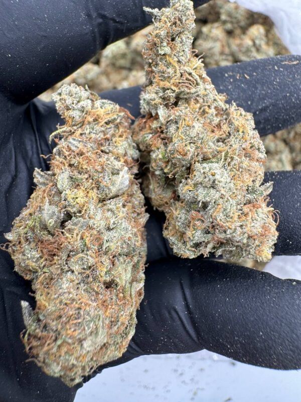 Where to buy Double OG Chem strain in Santa Fe NM?, What Double OG Chem strain is available near me in Santa Fe NM?, Best deals on Double OG Chem strain in Santa Fe NM?, Which Santa Fe dispensaries sell Double OG Chem strain?, Can I order Double OG Chem strain online in Santa Fe?, Where to buy Double OG Chem strain in Las Cruces NM?, What Double OG Chem strain is available near me in Las Cruces NM?, Best deals on Double OG Chem strain in Las Cruces NM?, Which Las Cruces dispensaries sell Double OG Chem strain?, Can I order Double OG Chem strain online in Las Cruces?, Where can I find Double OG Chem strain in Houston TX?, What forms of Double OG Chem strain are sold in Houston TX?, Best price for Double OG Chem strain Houston TX?, Which stores in Houston carry Double OG Chem strain?, Is it legal to buy Double OG Chem strain in Houston?, Where to purchase Double OG Chem strain in New Britain CT?, What types of Double OG Chem strain are stocked in New Britain CT?, Best place to buy Double OG Chem strain New Britain CT?, Which shops in New Britain sell Double OG Chem strain?, Is Double OG Chem strain delivered in New Britain?, Where can I get Double OG Chem strain in Huntington WV?, What Double OG Chem strain is currently available in Huntington WV?, Cheapest Double OG Chem strain in Huntington WV?, Which Huntington stores sell Double OG Chem strain?, How to buy Double OG Chem strain in Huntington online?, Where to buy Double OG Chem strain in Manchester CT?, What's the selection of Double OG Chem strain in Manchester CT?, Best local deals on Double OG Chem strain Manchester CT?, Which Manchester dispensaries have Double OG Chem strain in stock?, Do any shops deliver Double OG Chem strain in Manchester?, Where do I find Double OG Chem strain in Bloomington IN?, What is the range of Double OG Chem strain in Bloomington IN?, Best rated Double OG Chem strain in Bloomington IN?, Which Bloomington stores sell Double OG Chem strain?, Can you buy Double OG Chem strain online in Bloomington?, Where to find Double OG Chem strain in Cheyenne WY?, What types of Double OG Chem strain can I buy in Cheyenne WY?, Best value Double OG Chem strain in Cheyenne WY?, Which stores near me in Cheyenne carry Double OG Chem strain?, Can I get Double OG Chem strain delivered to Cheyenne?, Where to purchase Double OG Chem strain in Johnson City TN?, What Double OG Chem strain can I buy in Johnson City TN?, Best deals on Double OG Chem strain Johnson City TN?, Which Johnson City dispensaries stock Double OG Chem strain?, Can I order Double OG Chem strain online for delivery in Johnson City?, Where to buy Double OG Chem strain in Waterloo IA?, What is the best Double OG Chem strain available in Waterloo IA?, Best price on Double OG Chem strain Waterloo IA?, Which stores in Waterloo have Double OG Chem strain for sale?, How to find Double OG Chem strain in Waterloo?, Where can I buy Double OG Chem strain in Kyle TX?, What Double OG Chem strain is available near me in Kyle TX?, Best deals on Double OG Chem strain in Kyle TX?, Which Kyle dispensaries sell Double OG Chem strain?, Can I order Double OG Chem strain online in Kyle?