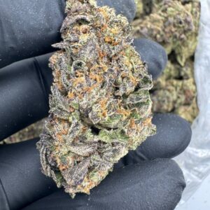 Where to buy Fire Gelato strain in Santa Fe NM?, What Fire Gelato strain is available near me in Santa Fe NM?, Best deals on Fire Gelato strain in Santa Fe NM?, Which Santa Fe dispensaries sell Fire Gelato strain?, Can I order Fire Gelato strain online in Santa Fe?, Where to buy Fire Gelato strain in Las Cruces NM?, What Fire Gelato strain is available near me in Las Cruces NM?, Best deals on Fire Gelato strain in Las Cruces NM?, Which Las Cruces dispensaries sell Fire Gelato strain?, Can I order Fire Gelato strain online in Las Cruces?, Where can I find Fire Gelato strain in Houston TX?, What forms of Fire Gelato strain are sold in Houston TX?, Best price for Fire Gelato strain Houston TX?, Which stores in Houston carry Fire Gelato strain?, Is it legal to buy Fire Gelato strain in Houston?, Where to purchase Fire Gelato strain in New Britain CT?, What types of Fire Gelato strain are stocked in New Britain CT?, Best place to buy Fire Gelato strain New Britain CT?, Which shops in New Britain sell Fire Gelato strain?, Is Fire Gelato strain delivered in New Britain?, Where can I get Fire Gelato strain in Huntington WV?, What Fire Gelato strain is currently available in Huntington WV?, Cheapest Fire Gelato strain in Huntington WV?, Which Huntington stores sell Fire Gelato strain?, How to buy Fire Gelato strain in Huntington online?, Where to buy Fire Gelato strain in Manchester CT?, What's the selection of Fire Gelato strain in Manchester CT?, Best local deals on Fire Gelato strain Manchester CT?, Which Manchester dispensaries have Fire Gelato strain in stock?, Do any shops deliver Fire Gelato strain in Manchester?, Where do I find Fire Gelato strain in Bloomington IN?, What is the range of Fire Gelato strain in Bloomington IN?, Best rated Fire Gelato strain in Bloomington IN?, Which Bloomington stores sell Fire Gelato strain?, Can you buy Fire Gelato strain online in Bloomington?, Where to find Fire Gelato strain in Cheyenne WY?, What types of Fire Gelato strain can I buy in Cheyenne WY?, Best value Fire Gelato strain in Cheyenne WY?, Which stores near me in Cheyenne carry Fire Gelato strain?, Can I get Fire Gelato strain delivered to Cheyenne?, Where to purchase Fire Gelato strain in Johnson City TN?, What Fire Gelato strain can I buy in Johnson City TN?, Best deals on Fire Gelato strain Johnson City TN?, Which Johnson City dispensaries stock Fire Gelato strain?, Can I order Fire Gelato strain online for delivery in Johnson City?, Where to buy Fire Gelato strain in Waterloo IA?, What is the best Fire Gelato strain available in Waterloo IA?, Best price on Fire Gelato strain Waterloo IA?, Which stores in Waterloo have Fire Gelato strain for sale?, How to find Fire Gelato strain in Waterloo?, Where can I buy Fire Gelato strain in Kyle TX?, What Fire Gelato strain is available near me in Kyle TX?, Best deals on Fire Gelato strain in Kyle TX?, Which Kyle dispensaries sell Fire Gelato strain?, Can I order Fire Gelato strain online in Kyle?