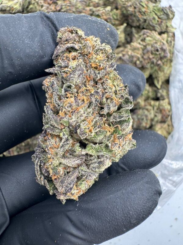 Where to buy Fire Gelato strain in Santa Fe NM?, What Fire Gelato strain is available near me in Santa Fe NM?, Best deals on Fire Gelato strain in Santa Fe NM?, Which Santa Fe dispensaries sell Fire Gelato strain?, Can I order Fire Gelato strain online in Santa Fe?, Where to buy Fire Gelato strain in Las Cruces NM?, What Fire Gelato strain is available near me in Las Cruces NM?, Best deals on Fire Gelato strain in Las Cruces NM?, Which Las Cruces dispensaries sell Fire Gelato strain?, Can I order Fire Gelato strain online in Las Cruces?, Where can I find Fire Gelato strain in Houston TX?, What forms of Fire Gelato strain are sold in Houston TX?, Best price for Fire Gelato strain Houston TX?, Which stores in Houston carry Fire Gelato strain?, Is it legal to buy Fire Gelato strain in Houston?, Where to purchase Fire Gelato strain in New Britain CT?, What types of Fire Gelato strain are stocked in New Britain CT?, Best place to buy Fire Gelato strain New Britain CT?, Which shops in New Britain sell Fire Gelato strain?, Is Fire Gelato strain delivered in New Britain?, Where can I get Fire Gelato strain in Huntington WV?, What Fire Gelato strain is currently available in Huntington WV?, Cheapest Fire Gelato strain in Huntington WV?, Which Huntington stores sell Fire Gelato strain?, How to buy Fire Gelato strain in Huntington online?, Where to buy Fire Gelato strain in Manchester CT?, What's the selection of Fire Gelato strain in Manchester CT?, Best local deals on Fire Gelato strain Manchester CT?, Which Manchester dispensaries have Fire Gelato strain in stock?, Do any shops deliver Fire Gelato strain in Manchester?, Where do I find Fire Gelato strain in Bloomington IN?, What is the range of Fire Gelato strain in Bloomington IN?, Best rated Fire Gelato strain in Bloomington IN?, Which Bloomington stores sell Fire Gelato strain?, Can you buy Fire Gelato strain online in Bloomington?, Where to find Fire Gelato strain in Cheyenne WY?, What types of Fire Gelato strain can I buy in Cheyenne WY?, Best value Fire Gelato strain in Cheyenne WY?, Which stores near me in Cheyenne carry Fire Gelato strain?, Can I get Fire Gelato strain delivered to Cheyenne?, Where to purchase Fire Gelato strain in Johnson City TN?, What Fire Gelato strain can I buy in Johnson City TN?, Best deals on Fire Gelato strain Johnson City TN?, Which Johnson City dispensaries stock Fire Gelato strain?, Can I order Fire Gelato strain online for delivery in Johnson City?, Where to buy Fire Gelato strain in Waterloo IA?, What is the best Fire Gelato strain available in Waterloo IA?, Best price on Fire Gelato strain Waterloo IA?, Which stores in Waterloo have Fire Gelato strain for sale?, How to find Fire Gelato strain in Waterloo?, Where can I buy Fire Gelato strain in Kyle TX?, What Fire Gelato strain is available near me in Kyle TX?, Best deals on Fire Gelato strain in Kyle TX?, Which Kyle dispensaries sell Fire Gelato strain?, Can I order Fire Gelato strain online in Kyle?