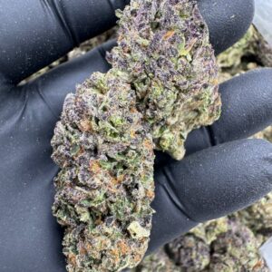 Where to buy Gaslato strain in Santa Fe NM?, What Gaslato strain is available near me in Santa Fe NM?, Best deals on Gaslato strain in Santa Fe NM?, Which Santa Fe dispensaries sell Gaslato strain?, Can I order Gaslato strain online in Santa Fe?, Where to buy Gaslato strain in Las Cruces NM?, What Gaslato strain is available near me in Las Cruces NM?, Best deals on Gaslato strain in Las Cruces NM?, Which Las Cruces dispensaries sell Gaslato strain?, Can I order Gaslato strain online in Las Cruces?, Where can I find Gaslato strain in Houston TX?, What forms of Gaslato strain are sold in Houston TX?, Best price for Gaslato strain Houston TX?, Which stores in Houston carry Gaslato strain?, Is it legal to buy Gaslato strain in Houston?, Where to purchase Gaslato strain in New Britain CT?, What types of Gaslato strain are stocked in New Britain CT?, Best place to buy Gaslato strain New Britain CT?, Which shops in New Britain sell Gaslato strain?, Is Gaslato strain delivered in New Britain?, Where can I get Gaslato strain in Huntington WV?, What Gaslato strain is currently available in Huntington WV?, Cheapest Gaslato strain in Huntington WV?, Which Huntington stores sell Gaslato strain?, How to buy Gaslato strain in Huntington online?, Where to buy Gaslato strain in Manchester CT?, What's the selection of Gaslato strain in Manchester CT?, Best local deals on Gaslato strain Manchester CT?, Which Manchester dispensaries have Gaslato strain in stock?, Do any shops deliver Gaslato strain in Manchester?, Where do I find Gaslato strain in Bloomington IN?, What is the range of Gaslato strain in Bloomington IN?, Best rated Gaslato strain in Bloomington IN?, Which Bloomington stores sell Gaslato strain?, Can you buy Gaslato strain online in Bloomington?, Where to find Gaslato strain in Cheyenne WY?, What types of Gaslato strain can I buy in Cheyenne WY?, Best value Gaslato strain in Cheyenne WY?, Which stores near me in Cheyenne carry Gaslato strain?, Can I get Gaslato strain delivered to Cheyenne?, Where to purchase Gaslato strain in Johnson City TN?, What Gaslato strain can I buy in Johnson City TN?, Best deals on Gaslato strain Johnson City TN?, Which Johnson City dispensaries stock Gaslato strain?, Can I order Gaslato strain online for delivery in Johnson City?, Where to buy Gaslato strain in Waterloo IA?, What is the best Gaslato strain available in Waterloo IA?, Best price on Gaslato strain Waterloo IA?, Which stores in Waterloo have Gaslato strain for sale?, How to find Gaslato strain in Waterloo?, Where can I buy Gaslato strain in Kyle TX?, What Gaslato strain is available near me in Kyle TX?, Best deals on Gaslato strain in Kyle TX?, Which Kyle dispensaries sell Gaslato strain?, Can I order Gaslato strain online in Kyle?