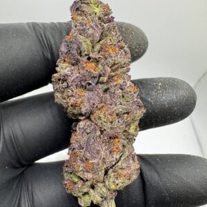 Where to buy Glitter Bomb strain in Santa Fe NM?, What Glitter Bomb strain is available near me in Santa Fe NM?, Best deals on Glitter Bomb strain in Santa Fe NM?, Which Santa Fe dispensaries sell Glitter Bomb strain?, Can I order Glitter Bomb strain online in Santa Fe?, Where to buy Glitter Bomb strain in Las Cruces NM?, What Glitter Bomb strain is available near me in Las Cruces NM?, Best deals on Glitter Bomb strain in Las Cruces NM?, Which Las Cruces dispensaries sell Glitter Bomb strain?, Can I order Glitter Bomb strain online in Las Cruces?, Where can I find Glitter Bomb strain in Houston TX?, What forms of Glitter Bomb strain are sold in Houston TX?, Best price for Glitter Bomb strain Houston TX?, Which stores in Houston carry Glitter Bomb strain?, Is it legal to buy Glitter Bomb strain in Houston?, Where to purchase Glitter Bomb strain in New Britain CT?, What types of Glitter Bomb strain are stocked in New Britain CT?, Best place to buy Glitter Bomb strain New Britain CT?, Which shops in New Britain sell Glitter Bomb strain?, Is Glitter Bomb strain delivered in New Britain?, Where can I get Glitter Bomb strain in Huntington WV?, What Glitter Bomb strain is currently available in Huntington WV?, Cheapest Glitter Bomb strain in Huntington WV?, Which Huntington stores sell Glitter Bomb strain?, How to buy Glitter Bomb strain in Huntington online?, Where to buy Glitter Bomb strain in Manchester CT?, What's the selection of Glitter Bomb strain in Manchester CT?, Best local deals on Glitter Bomb strain Manchester CT?, Which Manchester dispensaries have Glitter Bomb strain in stock?, Do any shops deliver Glitter Bomb strain in Manchester?, Where do I find Glitter Bomb strain in Bloomington IN?, What is the range of Glitter Bomb strain in Bloomington IN?, Best rated Glitter Bomb strain in Bloomington IN?, Which Bloomington stores sell Glitter Bomb strain?, Can you buy Glitter Bomb strain online in Bloomington?, Where to find Glitter Bomb strain in Cheyenne WY?, What types of Glitter Bomb strain can I buy in Cheyenne WY?, Best value Glitter Bomb strain in Cheyenne WY?, Which stores near me in Cheyenne carry Glitter Bomb strain?, Can I get Glitter Bomb strain delivered to Cheyenne?, Where to purchase Glitter Bomb strain in Johnson City TN?, What Glitter Bomb strain can I buy in Johnson City TN?, Best deals on Glitter Bomb strain Johnson City TN?, Which Johnson City dispensaries stock Glitter Bomb strain?, Can I order Glitter Bomb strain online for delivery in Johnson City?, Where to buy Glitter Bomb strain in Waterloo IA?, What is the best Glitter Bomb strain available in Waterloo IA?, Best price on Glitter Bomb strain Waterloo IA?, Which stores in Waterloo have Glitter Bomb strain for sale?, How to find Glitter Bomb strain in Waterloo?, Where can I buy Glitter Bomb strain in Kyle TX?, What Glitter Bomb strain is available near me in Kyle TX?, Best deals on Glitter Bomb strain in Kyle TX?, Which Kyle dispensaries sell Glitter Bomb strain?, Can I order Glitter Bomb strain online in Kyle?