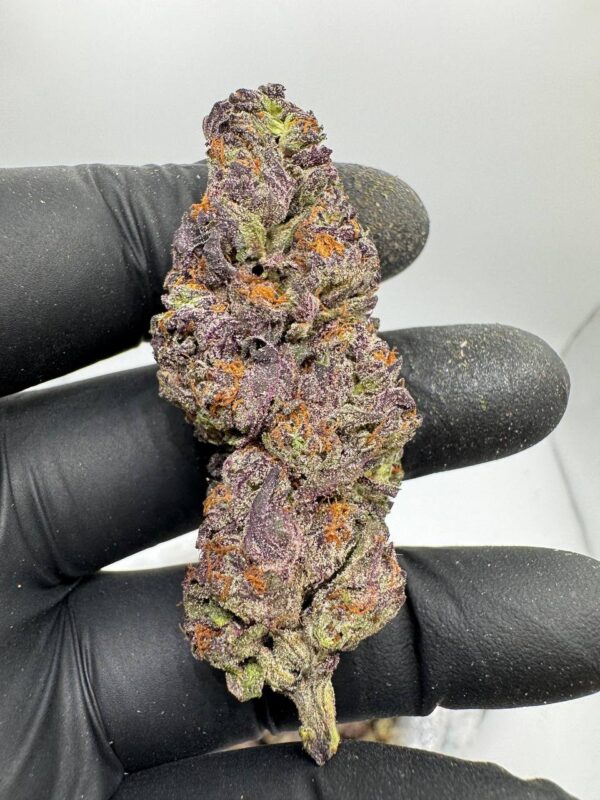 Where to buy Glitter Bomb strain in Santa Fe NM?, What Glitter Bomb strain is available near me in Santa Fe NM?, Best deals on Glitter Bomb strain in Santa Fe NM?, Which Santa Fe dispensaries sell Glitter Bomb strain?, Can I order Glitter Bomb strain online in Santa Fe?, Where to buy Glitter Bomb strain in Las Cruces NM?, What Glitter Bomb strain is available near me in Las Cruces NM?, Best deals on Glitter Bomb strain in Las Cruces NM?, Which Las Cruces dispensaries sell Glitter Bomb strain?, Can I order Glitter Bomb strain online in Las Cruces?, Where can I find Glitter Bomb strain in Houston TX?, What forms of Glitter Bomb strain are sold in Houston TX?, Best price for Glitter Bomb strain Houston TX?, Which stores in Houston carry Glitter Bomb strain?, Is it legal to buy Glitter Bomb strain in Houston?, Where to purchase Glitter Bomb strain in New Britain CT?, What types of Glitter Bomb strain are stocked in New Britain CT?, Best place to buy Glitter Bomb strain New Britain CT?, Which shops in New Britain sell Glitter Bomb strain?, Is Glitter Bomb strain delivered in New Britain?, Where can I get Glitter Bomb strain in Huntington WV?, What Glitter Bomb strain is currently available in Huntington WV?, Cheapest Glitter Bomb strain in Huntington WV?, Which Huntington stores sell Glitter Bomb strain?, How to buy Glitter Bomb strain in Huntington online?, Where to buy Glitter Bomb strain in Manchester CT?, What's the selection of Glitter Bomb strain in Manchester CT?, Best local deals on Glitter Bomb strain Manchester CT?, Which Manchester dispensaries have Glitter Bomb strain in stock?, Do any shops deliver Glitter Bomb strain in Manchester?, Where do I find Glitter Bomb strain in Bloomington IN?, What is the range of Glitter Bomb strain in Bloomington IN?, Best rated Glitter Bomb strain in Bloomington IN?, Which Bloomington stores sell Glitter Bomb strain?, Can you buy Glitter Bomb strain online in Bloomington?, Where to find Glitter Bomb strain in Cheyenne WY?, What types of Glitter Bomb strain can I buy in Cheyenne WY?, Best value Glitter Bomb strain in Cheyenne WY?, Which stores near me in Cheyenne carry Glitter Bomb strain?, Can I get Glitter Bomb strain delivered to Cheyenne?, Where to purchase Glitter Bomb strain in Johnson City TN?, What Glitter Bomb strain can I buy in Johnson City TN?, Best deals on Glitter Bomb strain Johnson City TN?, Which Johnson City dispensaries stock Glitter Bomb strain?, Can I order Glitter Bomb strain online for delivery in Johnson City?, Where to buy Glitter Bomb strain in Waterloo IA?, What is the best Glitter Bomb strain available in Waterloo IA?, Best price on Glitter Bomb strain Waterloo IA?, Which stores in Waterloo have Glitter Bomb strain for sale?, How to find Glitter Bomb strain in Waterloo?, Where can I buy Glitter Bomb strain in Kyle TX?, What Glitter Bomb strain is available near me in Kyle TX?, Best deals on Glitter Bomb strain in Kyle TX?, Which Kyle dispensaries sell Glitter Bomb strain?, Can I order Glitter Bomb strain online in Kyle?