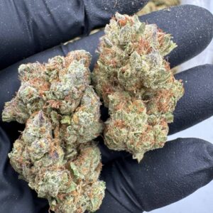 Where to buy Rainbow Punch strain in Santa Fe NM?, What Rainbow Punch strain is available near me in Santa Fe NM?, Best deals on Rainbow Punch strain in Santa Fe NM?, Which Santa Fe dispensaries sell Rainbow Punch strain?, Can I order Rainbow Punch strain online in Santa Fe?, Where to buy Rainbow Punch strain in Las Cruces NM?, What Rainbow Punch strain is available near me in Las Cruces NM?, Best deals on Rainbow Punch strain in Las Cruces NM?, Which Las Cruces dispensaries sell Rainbow Punch strain?, Can I order Rainbow Punch strain online in Las Cruces?, Where can I find Rainbow Punch strain in Houston TX?, What forms of Rainbow Punch strain are sold in Houston TX?, Best price for Rainbow Punch strain Houston TX?, Which stores in Houston carry Rainbow Punch strain?, Is it legal to buy Rainbow Punch strain in Houston?, Where to purchase Rainbow Punch strain in New Britain CT?, What types of Rainbow Punch strain are stocked in New Britain CT?, Best place to buy Rainbow Punch strain New Britain CT?, Which shops in New Britain sell Rainbow Punch strain?, Is Rainbow Punch strain delivered in New Britain?, Where can I get Rainbow Punch strain in Huntington WV?, What Rainbow Punch strain is currently available in Huntington WV?, Cheapest Rainbow Punch strain in Huntington WV?, Which Huntington stores sell Rainbow Punch strain?, How to buy Rainbow Punch strain in Huntington online?, Where to buy Rainbow Punch strain in Manchester CT?, What's the selection of Rainbow Punch strain in Manchester CT?, Best local deals on Rainbow Punch strain Manchester CT?, Which Manchester dispensaries have Rainbow Punch strain in stock?, Do any shops deliver Rainbow Punch strain in Manchester?, Where do I find Rainbow Punch strain in Bloomington IN?, What is the range of Rainbow Punch strain in Bloomington IN?, Best rated Rainbow Punch strain in Bloomington IN?, Which Bloomington stores sell Rainbow Punch strain?, Can you buy Rainbow Punch strain online in Bloomington?, Where to find Rainbow Punch strain in Cheyenne WY?, What types of Rainbow Punch strain can I buy in Cheyenne WY?, Best value Rainbow Punch strain in Cheyenne WY?, Which stores near me in Cheyenne carry Rainbow Punch strain?, Can I get Rainbow Punch strain delivered to Cheyenne?, Where to purchase Rainbow Punch strain in Johnson City TN?, What Rainbow Punch strain can I buy in Johnson City TN?, Best deals on Rainbow Punch strain Johnson City TN?, Which Johnson City dispensaries stock Rainbow Punch strain?, Can I order Rainbow Punch strain online for delivery in Johnson City?, Where to buy Rainbow Punch strain in Waterloo IA?, What is the best Rainbow Punch strain available in Waterloo IA?, Best price on Rainbow Punch strain Waterloo IA?, Which stores in Waterloo have Rainbow Punch strain for sale?, How to find Rainbow Punch strain in Waterloo?, Where can I buy Rainbow Punch strain in Kyle TX?, What Rainbow Punch strain is available near me in Kyle TX?, Best deals on Rainbow Punch strain in Kyle TX?, Which Kyle dispensaries sell Rainbow Punch strain?, Can I order Rainbow Punch strain online in Kyle?