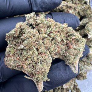 Where to buy Sour Diesel strain in Santa Fe NM?, What Sour Diesel strain is available near me in Santa Fe NM?, Best deals on Sour Diesel strain in Santa Fe NM?, Which Santa Fe dispensaries sell Sour Diesel strain?, Can I order Sour Diesel strain online in Santa Fe?, Where to buy Sour Diesel strain in Las Cruces NM?, What Sour Diesel strain is available near me in Las Cruces NM?, Best deals on Sour Diesel strain in Las Cruces NM?, Which Las Cruces dispensaries sell Sour Diesel strain?, Can I order Sour Diesel strain online in Las Cruces?, Where can I find Sour Diesel strain in Houston TX?, What forms of Sour Diesel strain are sold in Houston TX?, Best price for Sour Diesel strain Houston TX?, Which stores in Houston carry Sour Diesel strain?, Is it legal to buy Sour Diesel strain in Houston?, Where to purchase Sour Diesel strain in New Britain CT?, What types of Sour Diesel strain are stocked in New Britain CT?, Best place to buy Sour Diesel strain New Britain CT?, Which shops in New Britain sell Sour Diesel strain?, Is Sour Diesel strain delivered in New Britain?, Where can I get Sour Diesel strain in Huntington WV?, What Sour Diesel strain is currently available in Huntington WV?, Cheapest Sour Diesel strain in Huntington WV?, Which Huntington stores sell Sour Diesel strain?, How to buy Sour Diesel strain in Huntington online?, Where to buy Sour Diesel strain in Manchester CT?, What's the selection of Sour Diesel strain in Manchester CT?, Best local deals on Sour Diesel strain Manchester CT?, Which Manchester dispensaries have Sour Diesel strain in stock?, Do any shops deliver Sour Diesel strain in Manchester?, Where do I find Sour Diesel strain in Bloomington IN?, What is the range of Sour Diesel strain in Bloomington IN?, Best rated Sour Diesel strain in Bloomington IN?, Which Bloomington stores sell Sour Diesel strain?, Can you buy Sour Diesel strain online in Bloomington?, Where to find Sour Diesel strain in Cheyenne WY?, What types of Sour Diesel strain can I buy in Cheyenne WY?, Best value Sour Diesel strain in Cheyenne WY?, Which stores near me in Cheyenne carry Sour Diesel strain?, Can I get Sour Diesel strain delivered to Cheyenne?, Where to purchase Sour Diesel strain in Johnson City TN?, What Sour Diesel strain can I buy in Johnson City TN?, Best deals on Sour Diesel strain Johnson City TN?, Which Johnson City dispensaries stock Sour Diesel strain?, Can I order Sour Diesel strain online for delivery in Johnson City?, Where to buy Sour Diesel strain in Waterloo IA?, What is the best Sour Diesel strain available in Waterloo IA?, Best price on Sour Diesel strain Waterloo IA?, Which stores in Waterloo have Sour Diesel strain for sale?, How to find Sour Diesel strain in Waterloo?, Where can I buy Sour Diesel strain in Kyle TX?, What Sour Diesel strain is available near me in Kyle TX?, Best deals on Sour Diesel strain in Kyle TX?, Which Kyle dispensaries sell Sour Diesel strain?, Can I order Sour Diesel strain online in Kyle?