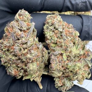 Where to buy stardawg strain in Santa Fe NM?, What stardawg strain is available near me in Santa Fe NM?, Best deals on stardawg strain in Santa Fe NM?, Which Santa Fe dispensaries sell stardawg strain?, Can I order stardawg strain online in Santa Fe?, Where to buy stardawg strain in Las Cruces NM?, What stardawg strain is available near me in Las Cruces NM?, Best deals on stardawg strain in Las Cruces NM?, Which Las Cruces dispensaries sell stardawg strain?, Can I order stardawg strain online in Las Cruces?, Where can I find stardawg strain in Houston TX?, What forms of stardawg strain are sold in Houston TX?, Best price for stardawg strain Houston TX?, Which stores in Houston carry stardawg strain?, Is it legal to buy stardawg strain in Houston?, Where to purchase stardawg strain in New Britain CT?, What types of stardawg strain are stocked in New Britain CT?, Best place to buy stardawg strain New Britain CT?, Which shops in New Britain sell stardawg strain?, Is stardawg strain delivered in New Britain?, Where can I get stardawg strain in Huntington WV?, What stardawg strain is currently available in Huntington WV?, Cheapest stardawg strain in Huntington WV?, Which Huntington stores sell stardawg strain?, How to buy stardawg strain in Huntington online?, Where to buy stardawg strain in Manchester CT?, What's the selection of stardawg strain in Manchester CT?, Best local deals on stardawg strain Manchester CT?, Which Manchester dispensaries have stardawg strain in stock?, Do any shops deliver stardawg strain in Manchester?, Where do I find stardawg strain in Bloomington IN?, What is the range of stardawg strain in Bloomington IN?, Best rated stardawg strain in Bloomington IN?, Which Bloomington stores sell stardawg strain?, Can you buy stardawg strain online in Bloomington?, Where to find stardawg strain in Cheyenne WY?, What types of stardawg strain can I buy in Cheyenne WY?, Best value stardawg strain in Cheyenne WY?, Which stores near me in Cheyenne carry stardawg strain?, Can I get stardawg strain delivered to Cheyenne?, Where to purchase stardawg strain in Johnson City TN?, What stardawg strain can I buy in Johnson City TN?, Best deals on stardawg strain Johnson City TN?, Which Johnson City dispensaries stock stardawg strain?, Can I order stardawg strain online for delivery in Johnson City?, Where to buy stardawg strain in Waterloo IA?, What is the best stardawg strain available in Waterloo IA?, Best price on stardawg strain Waterloo IA?, Which stores in Waterloo have stardawg strain for sale?, How to find stardawg strain in Waterloo?, Where can I buy stardawg strain in Kyle TX?, What stardawg strain is available near me in Kyle TX?, Best deals on stardawg strain in Kyle TX?, Which Kyle dispensaries sell stardawg strain?, Can I order stardawg strain online in Kyle?