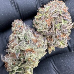 Where to buy Tropicana Runtz strain in Santa Fe NM?, What Tropicana Runtz strain is available near me in Santa Fe NM?, Best deals on Tropicana Runtz strain in Santa Fe NM?, Which Santa Fe dispensaries sell Tropicana Runtz strain?, Can I order Tropicana Runtz strain online in Santa Fe?, Where to buy Tropicana Runtz strain in Las Cruces NM?, What Tropicana Runtz strain is available near me in Las Cruces NM?, Best deals on Tropicana Runtz strain in Las Cruces NM?, Which Las Cruces dispensaries sell Tropicana Runtz strain?, Can I order Tropicana Runtz strain online in Las Cruces?, Where can I find Tropicana Runtz strain in Houston TX?, What forms of Tropicana Runtz strain are sold in Houston TX?, Best price for Tropicana Runtz strain Houston TX?, Which stores in Houston carry Tropicana Runtz strain?, Is it legal to buy Tropicana Runtz strain in Houston?, Where to purchase Tropicana Runtz strain in New Britain CT?, What types of Tropicana Runtz strain are stocked in New Britain CT?, Best place to buy Tropicana Runtz strain New Britain CT?, Which shops in New Britain sell Tropicana Runtz strain?, Is Tropicana Runtz strain delivered in New Britain?, Where can I get Tropicana Runtz strain in Huntington WV?, What Tropicana Runtz strain is currently available in Huntington WV?, Cheapest Tropicana Runtz strain in Huntington WV?, Which Huntington stores sell Tropicana Runtz strain?, How to buy Tropicana Runtz strain in Huntington online?, Where to buy Tropicana Runtz strain in Manchester CT?, What's the selection of Tropicana Runtz strain in Manchester CT?, Best local deals on Tropicana Runtz strain Manchester CT?, Which Manchester dispensaries have Tropicana Runtz strain in stock?, Do any shops deliver Tropicana Runtz strain in Manchester?, Where do I find Tropicana Runtz strain in Bloomington IN?, What is the range of Tropicana Runtz strain in Bloomington IN?, Best rated Tropicana Runtz strain in Bloomington IN?, Which Bloomington stores sell Tropicana Runtz strain?, Can you buy Tropicana Runtz strain online in Bloomington?, Where to find Tropicana Runtz strain in Cheyenne WY?, What types of Tropicana Runtz strain can I buy in Cheyenne WY?, Best value Tropicana Runtz strain in Cheyenne WY?, Which stores near me in Cheyenne carry Tropicana Runtz strain?, Can I get Tropicana Runtz strain delivered to Cheyenne?, Where to purchase Tropicana Runtz strain in Johnson City TN?, What Tropicana Runtz strain can I buy in Johnson City TN?, Best deals on Tropicana Runtz strain Johnson City TN?, Which Johnson City dispensaries stock Tropicana Runtz strain?, Can I order Tropicana Runtz strain online for delivery in Johnson City?, Where to buy Tropicana Runtz strain in Waterloo IA?, What is the best Tropicana Runtz strain available in Waterloo IA?, Best price on Tropicana Runtz strain Waterloo IA?, Which stores in Waterloo have Tropicana Runtz strain for sale?, How to find Tropicana Runtz strain in Waterloo?, Where can I buy Tropicana Runtz strain in Kyle TX?, What Tropicana Runtz strain is available near me in Kyle TX?, Best deals on Tropicana Runtz strain in Kyle TX?, Which Kyle dispensaries sell Tropicana Runtz strain?, Can I order Tropicana Runtz strain online in Kyle?