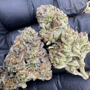 Where to buy wedding cake strain in Santa Fe NM?, What wedding cake strain is available near me in Santa Fe NM?, Best deals on wedding cake strain in Santa Fe NM?, Which Santa Fe dispensaries sell wedding cake strain?, Can I order wedding cake strain online in Santa Fe?, Where to buy wedding cake strain in Las Cruces NM?, What wedding cake strain is available near me in Las Cruces NM?, Best deals on wedding cake strain in Las Cruces NM?, Which Las Cruces dispensaries sell wedding cake strain?, Can I order wedding cake strain online in Las Cruces?, Where can I find wedding cake strain in Houston TX?, What forms of wedding cake strain are sold in Houston TX?, Best price for wedding cake strain Houston TX?, Which stores in Houston carry wedding cake strain?, Is it legal to buy wedding cake strain in Houston?, Where to purchase wedding cake strain in New Britain CT?, What types of wedding cake strain are stocked in New Britain CT?, Best place to buy wedding cake strain New Britain CT?, Which shops in New Britain sell wedding cake strain?, Is wedding cake strain delivered in New Britain?, Where can I get wedding cake strain in Huntington WV?, What wedding cake strain is currently available in Huntington WV?, Cheapest wedding cake strain in Huntington WV?, Which Huntington stores sell wedding cake strain?, How to buy wedding cake strain in Huntington online?, Where to buy wedding cake strain in Manchester CT?, What's the selection of wedding cake strain in Manchester CT?, Best local deals on wedding cake strain Manchester CT?, Which Manchester dispensaries have wedding cake strain in stock?, Do any shops deliver wedding cake strain in Manchester?, Where do I find wedding cake strain in Bloomington IN?, What is the range of wedding cake strain in Bloomington IN?, Best rated wedding cake strain in Bloomington IN?, Which Bloomington stores sell wedding cake strain?, Can you buy wedding cake strain online in Bloomington?, Where to find wedding cake strain in Cheyenne WY?, What types of wedding cake strain can I buy in Cheyenne WY?, Best value wedding cake strain in Cheyenne WY?, Which stores near me in Cheyenne carry wedding cake strain?, Can I get wedding cake strain delivered to Cheyenne?, Where to purchase wedding cake strain in Johnson City TN?, What wedding cake strain can I buy in Johnson City TN?, Best deals on wedding cake strain Johnson City TN?, Which Johnson City dispensaries stock wedding cake strain?, Can I order wedding cake strain online for delivery in Johnson City?, Where to buy wedding cake strain in Waterloo IA?, What is the best wedding cake strain available in Waterloo IA?, Best price on wedding cake strain Waterloo IA?, Which stores in Waterloo have wedding cake strain for sale?, How to find wedding cake strain in Waterloo?, Where can I buy wedding cake strain in Kyle TX?, What wedding cake strain is available near me in Kyle TX?, Best deals on wedding cake strain in Kyle TX?, Which Kyle dispensaries sell wedding cake strain?, Can I order wedding cake strain online in Kyle?